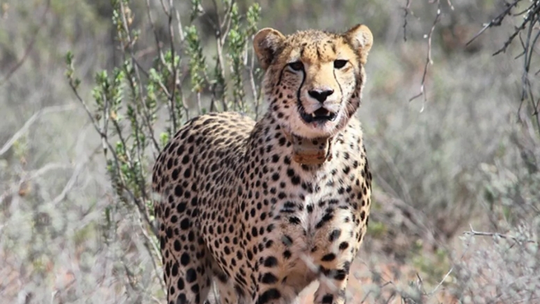 Free Roaming Cheetah Experience image 1