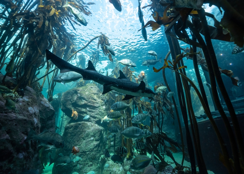 Two Oceans Aquarium Day Visit image 10