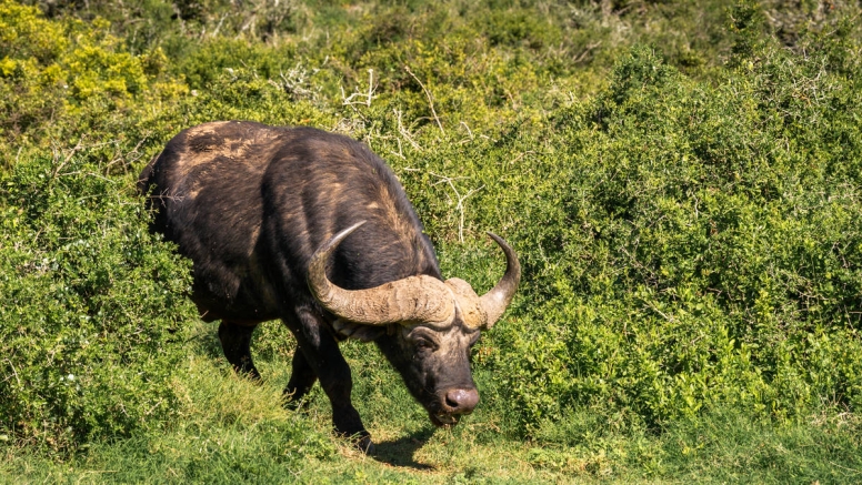 Addo Park Morning Safari image 3