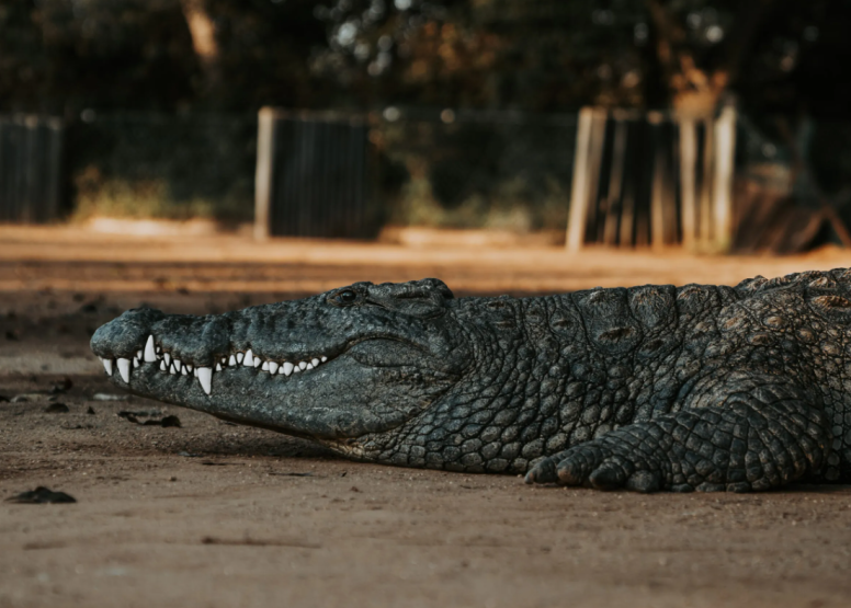 1 Hour Guided Crocodile Tour image 1