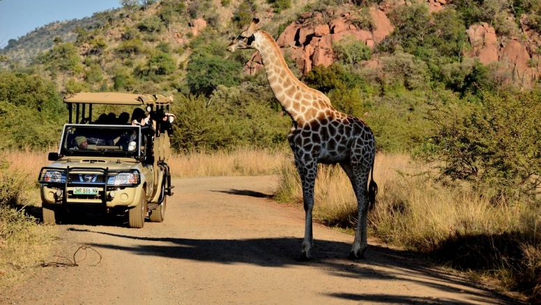 Scheduled Game Drive Manyane Gate Pilanesberg Game Reserve image 4