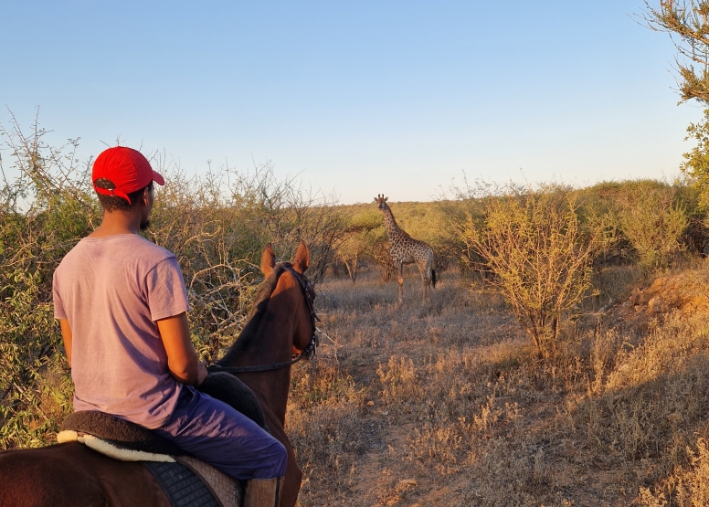 1 Hour Horseback Trail Safari Hoedspruit image 3