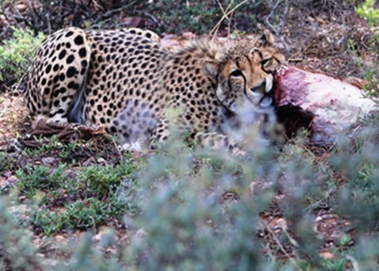 Free Roaming Cheetah Experience image 2