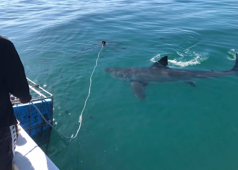Shark Cage Diving Mossel Bay image 3