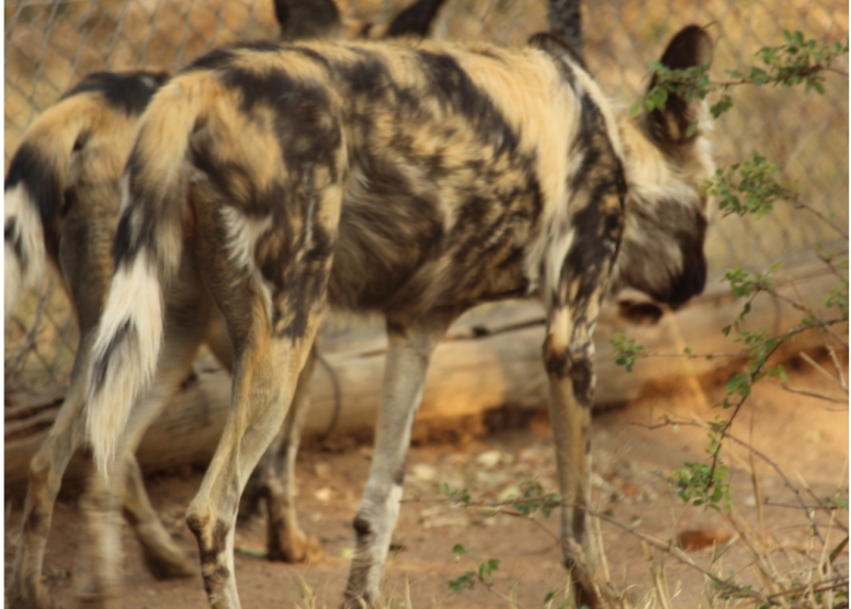 BLyde River Canyon and Moholoholo Wildlife Rehab Centre - 1 Day image 10