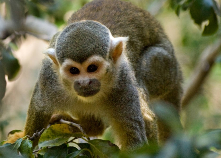 Harties Monkey Sanctuary Feeding Tour image 1
