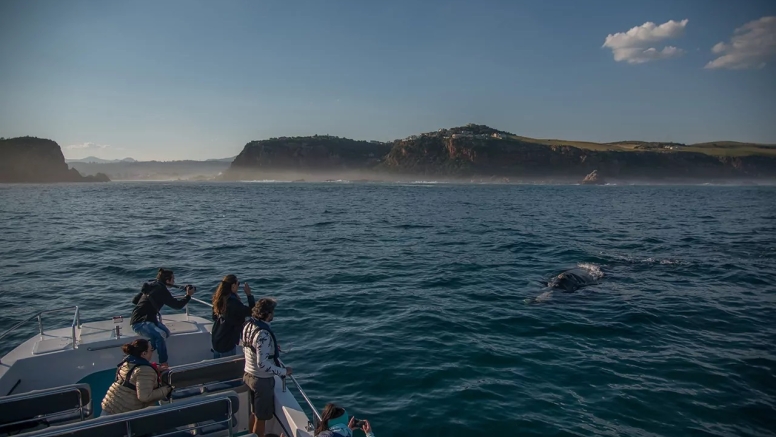 Knysna Whale Watching - Close Encounters image 10