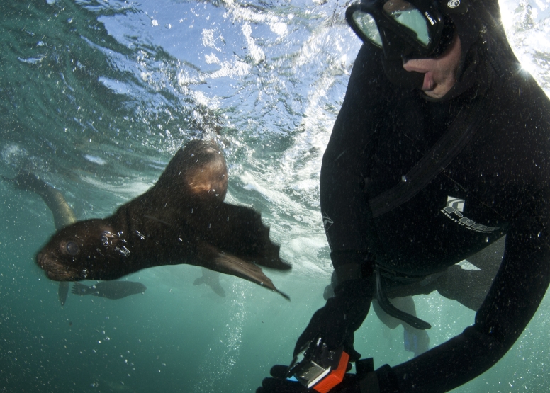 Swim with Seals image 10