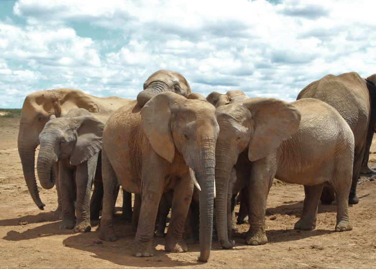 Xclusive Full Day Addo National Park Safari image 6