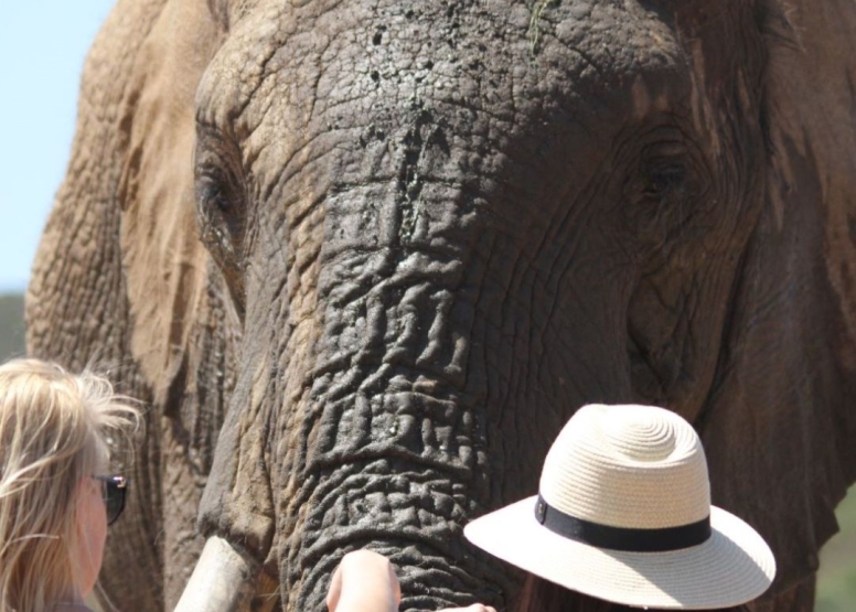 Elephant Interaction Mossel Bay image 9