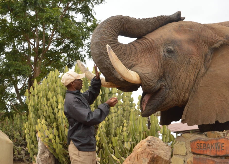 Elephant Moments at Jabulani Safari image 1