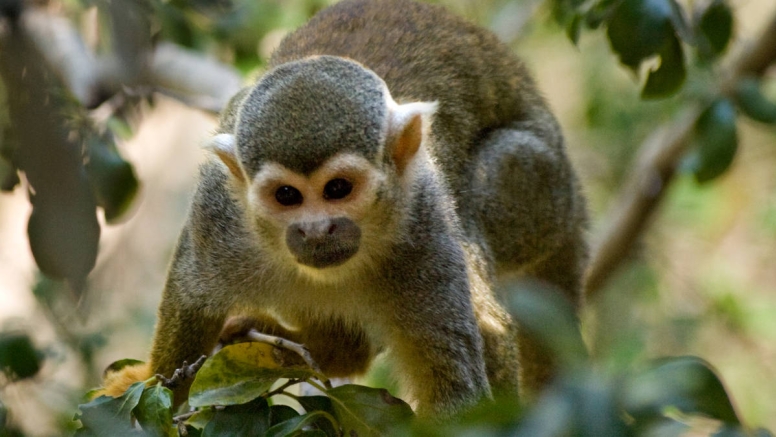 Harties Monkey Sanctuary Feeding Tour image 1