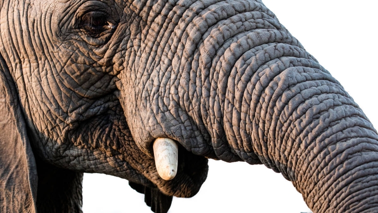 Elephant Moments at Jabulani Safari image 6