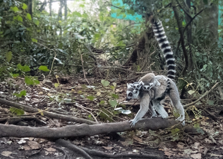 Monkeyland and Jukani Wildlife Sanctuary image 9