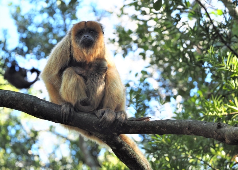 Monkeyland and Jukani Wildlife Sanctuary image 7