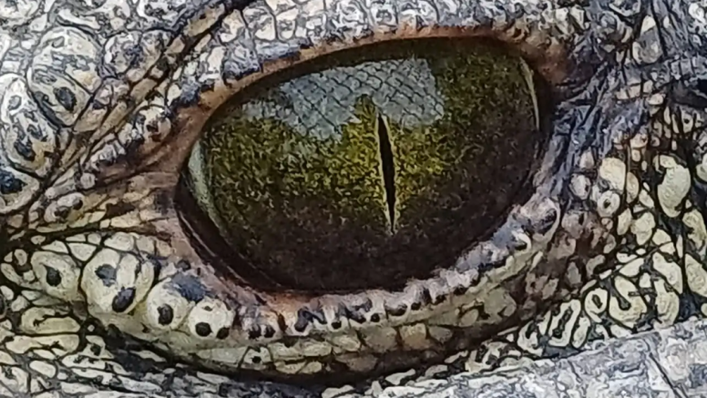 1 Hour Guided Crocodile Tour image 7
