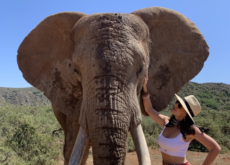 Elephant Interaction Mossel Bay image 8