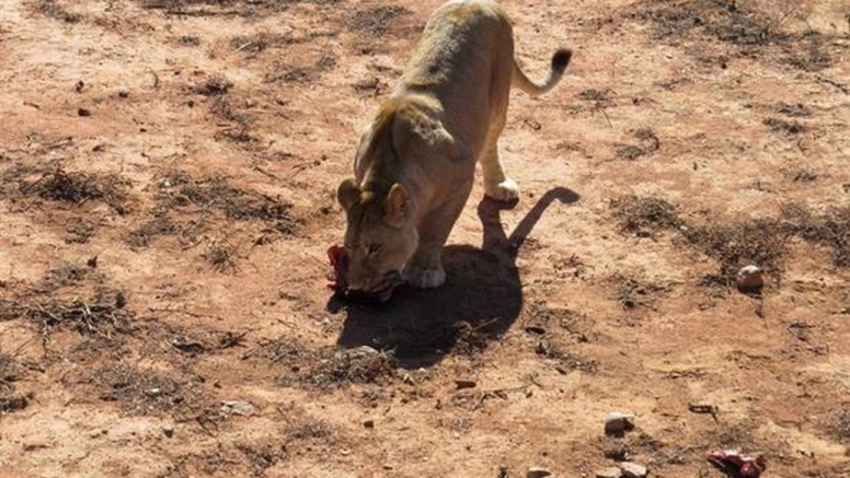 Lion Feeding Experience image 2