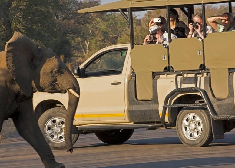 Morning KNP Safaris Open Vehicle image 3