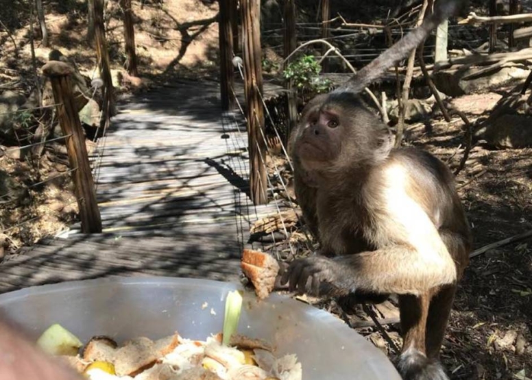 Harties Monkey Sanctuary Tour image 6