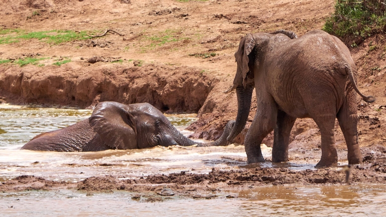 Addo Park Morning Safari image 2