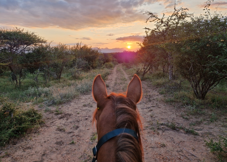 1 Hour Horseback Trail Safari Hoedspruit image 4