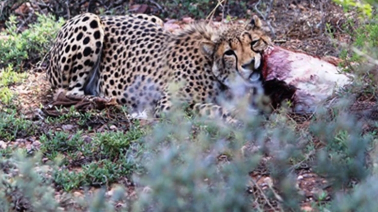 Free Roaming Cheetah Experience image 7