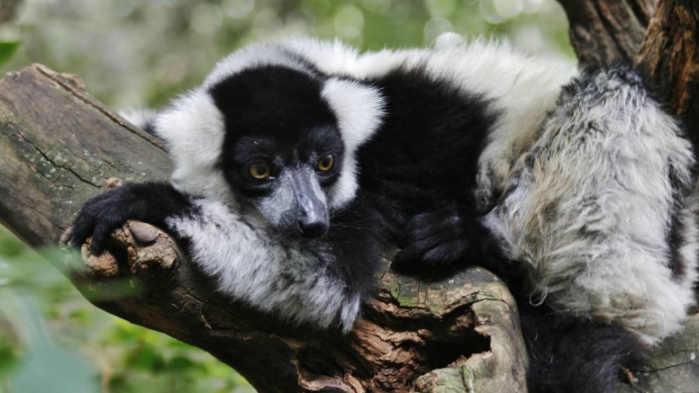 Harties Monkey Sanctuary Feeding Tour image 8