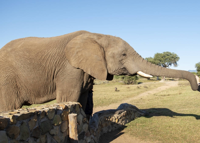 Elephant Moments at Jabulani Safari image 4