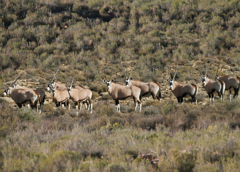 Horseback Safari (Including Transfer) image 3