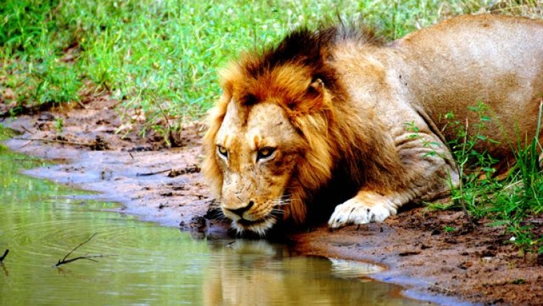 Lion King Tour image 1