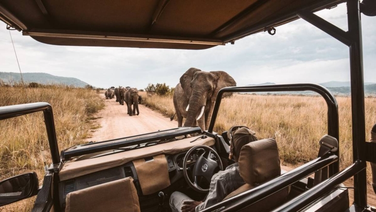 Full Day KNP Safari With Open Vehicle image 1