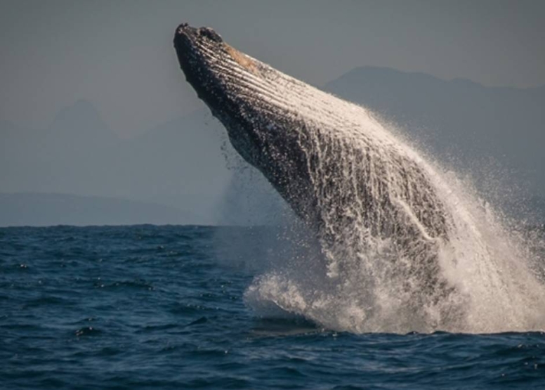 Knysna Whale Watching - Close Encounters image 3
