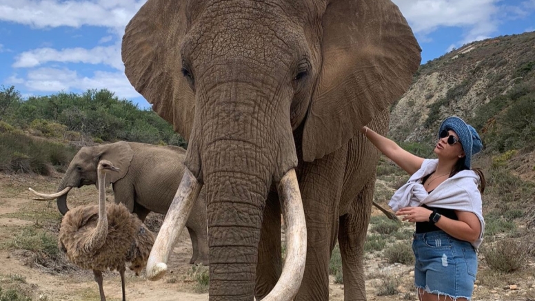 Elephant Interaction Mossel Bay image 1