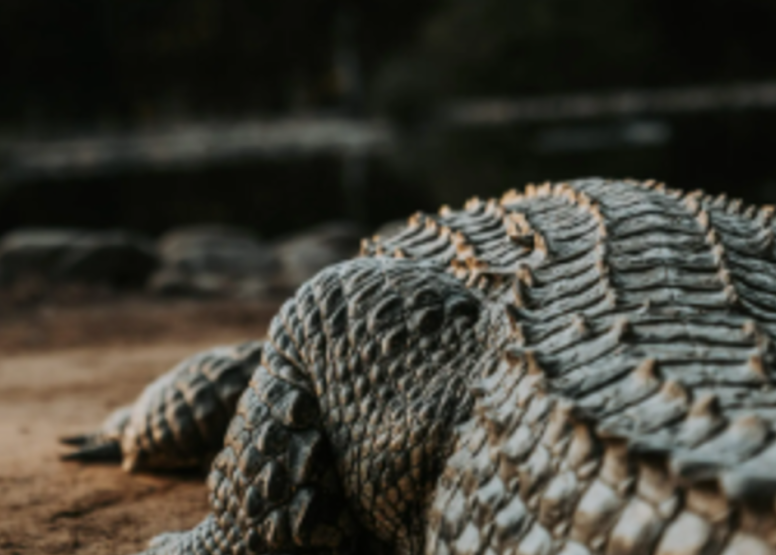 1 Hour Guided Crocodile Tour image 2
