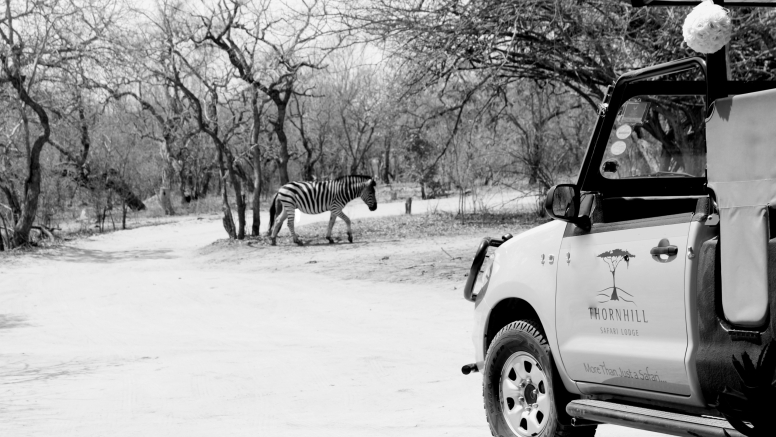 4 Day Encounter - The Kruger Park image 6