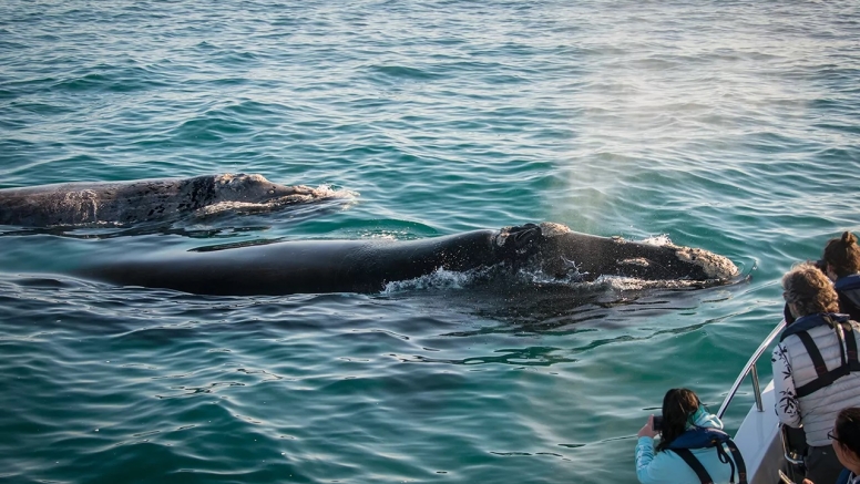 Knysna Whale Watching - Close Encounters image 1