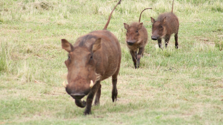 Game Drive Bakubung Gate SADC Citizen image 4