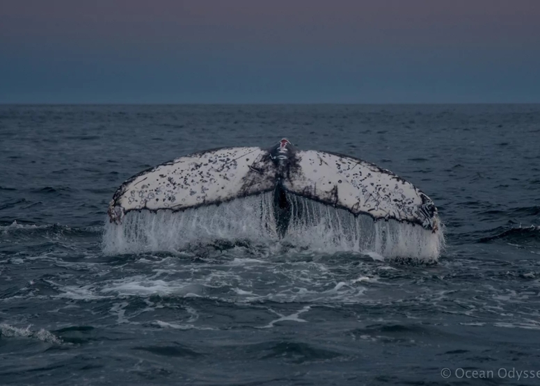 Knysna Whale Watching - Close Encounters image 12