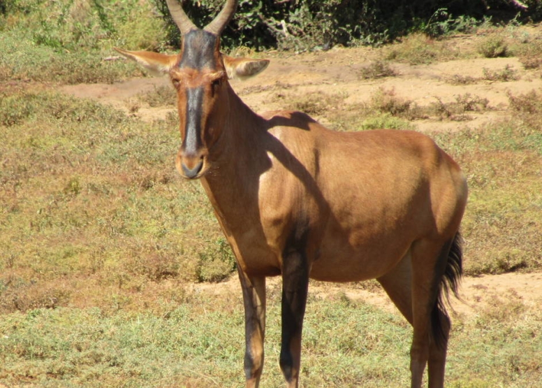 Xclusive Full Day Addo National Park Safari image 2