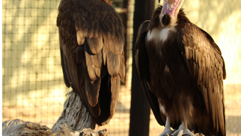 BLyde River Canyon and Moholoholo Wildlife Rehab Centre - 1 Day image 7