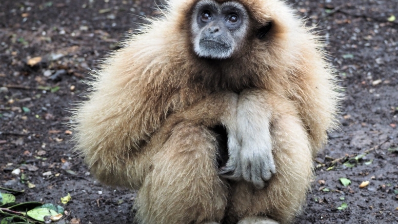 Monkeyland and Jukani Wildlife Sanctuary image 6