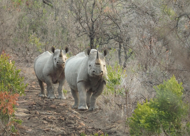 LION SAFARI PACKAGE 3D/2N image 6