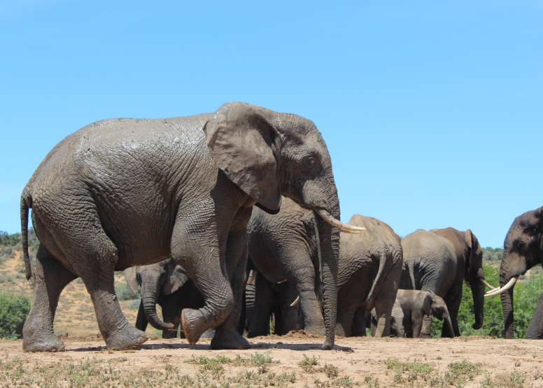 Xclusive Full Day Addo National Park Safari image 5