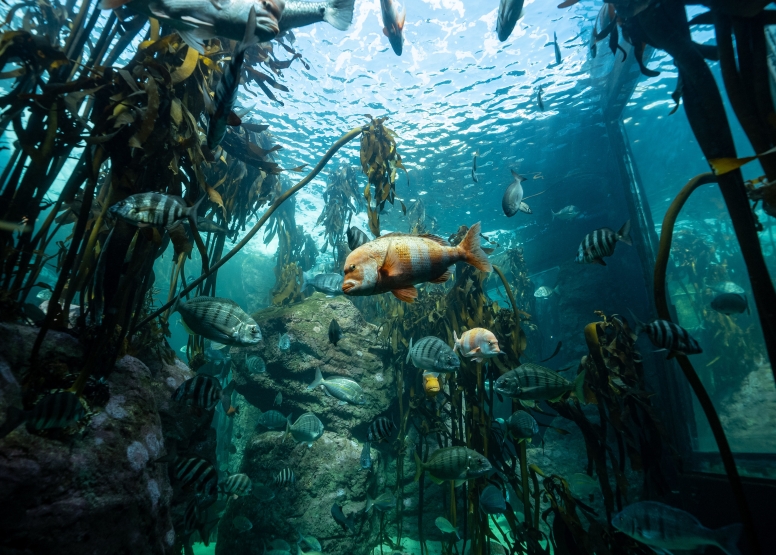 Two Oceans Aquarium Day Visit image 1