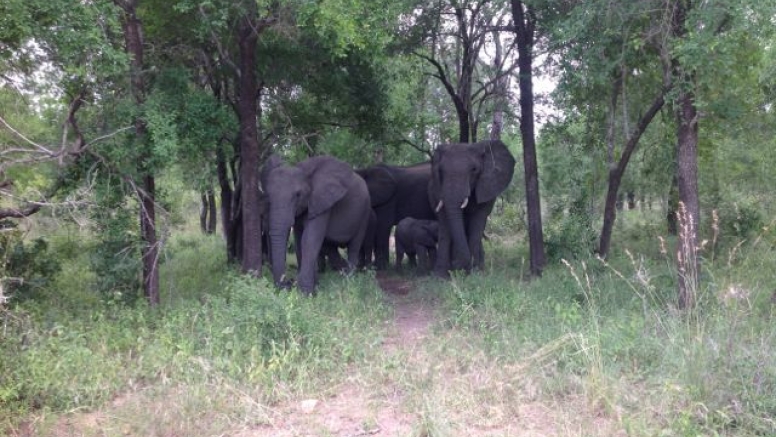 Elephant Tour image 4