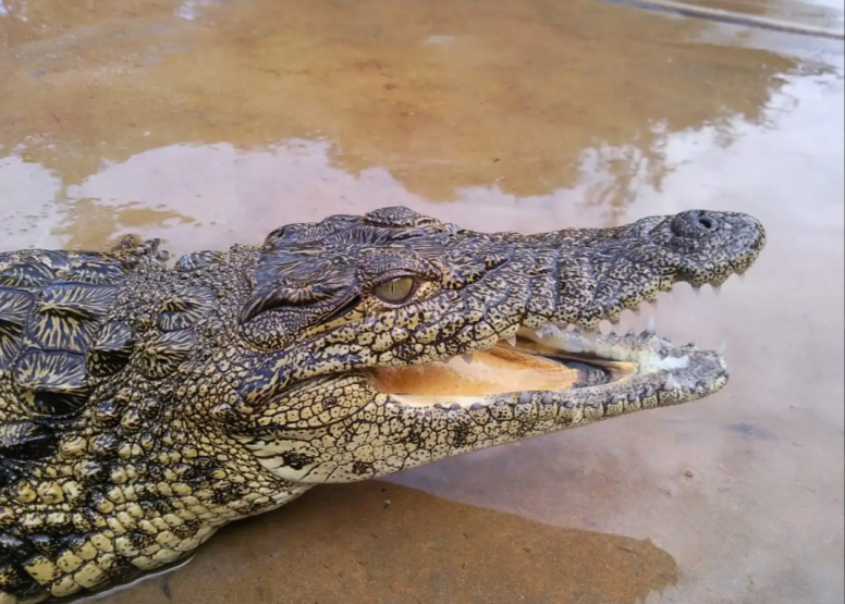 1 Hour Guided Crocodile Tour image 6