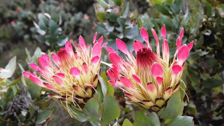 Swartberg Circular Route image 5