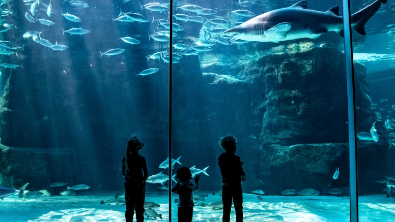 Two Oceans Aquarium Day Visit image 15