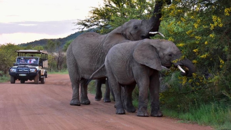 Scheduled Game Drive Manyane Gate Pilanesberg Game Reserve image 6